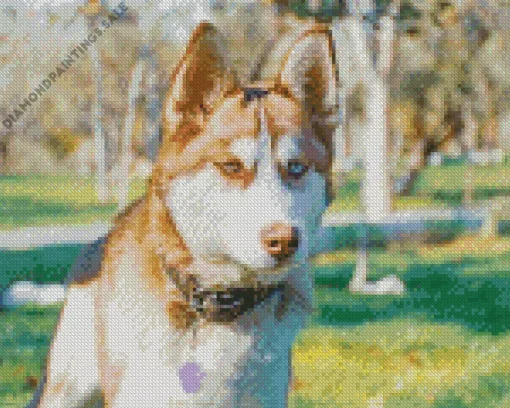 Golden Brown Husky Diamond Painting