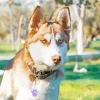 Golden Brown Husky Diamond Painting