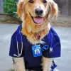 Golden Retriever Nurse Art Diamond Painting