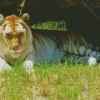 Golden Tiger Diamond Painting