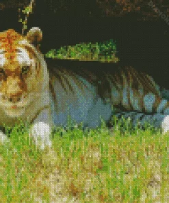 Golden Tiger Diamond Painting