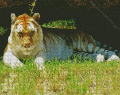 Golden Tiger Diamond Painting