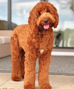 Goldendoodle Diamond Painting