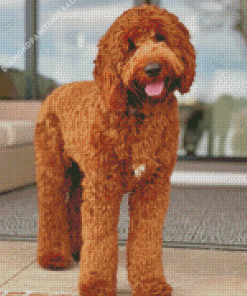 Goldendoodle Diamond Painting
