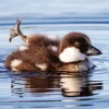 Goldeneye Duckling Bird Diamond Painting