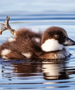 Goldeneye Duckling Bird Diamond Painting