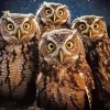 Group Of Night Owls Diamond Painting