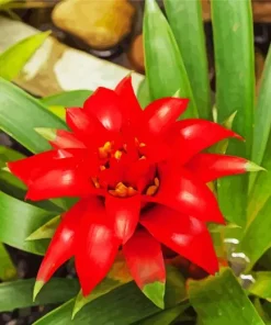 Guzmania Bromeliad Diamond Painting