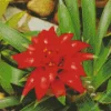 Guzmania Bromeliad Diamond Painting