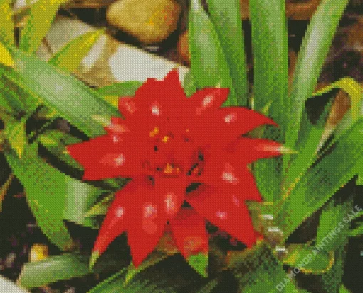 Guzmania Bromeliad Diamond Painting