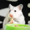 Hamster Eating Diamond Painting
