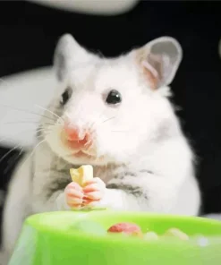 Hamster Eating Diamond Painting
