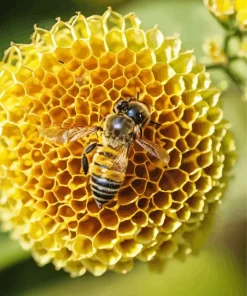 Honey Bee Hive Diamond Painting