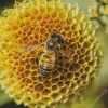 Honey Bee Hive Diamond Painting