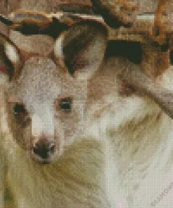 Kangaroo In A Pouch Diamond Painting