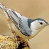 Nuthatch Bird Diamond Painting