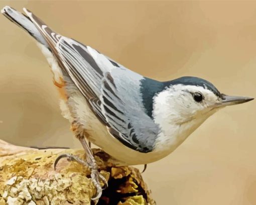 Nuthatch Bird Diamond Painting
