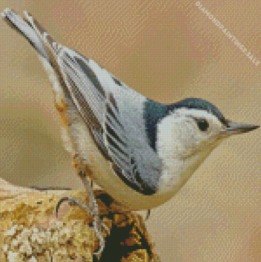 Nuthatch Bird Diamond Painting