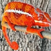 Panther Chameleon Diamond Painting