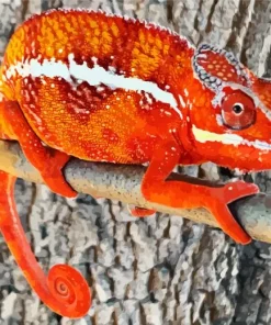 Panther Chameleon Diamond Painting