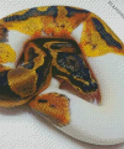 Pied Ball Python Diamond Painting