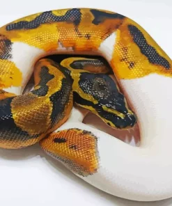 Pied Ball Python Diamond Painting