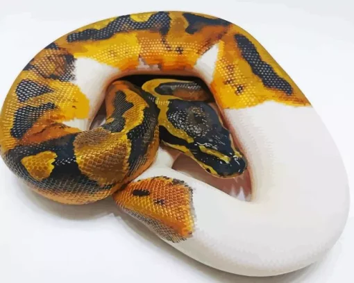 Pied Ball Python Diamond Painting