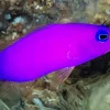 Purple Fish Diamond Painting