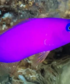 Purple Fish Diamond Painting