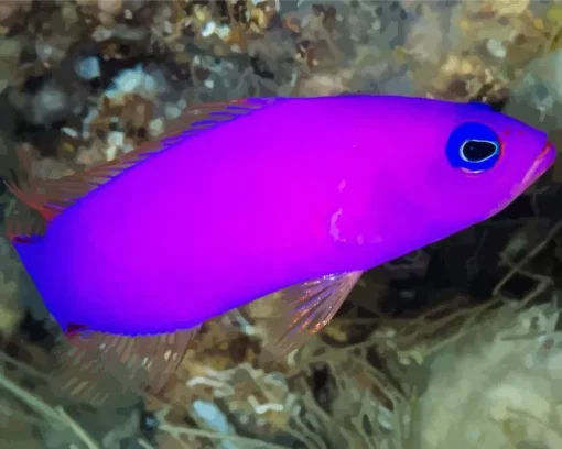 Purple Fish Diamond Painting