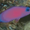 Purple Fish Diamond Painting