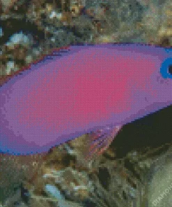 Purple Fish Diamond Painting