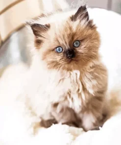 Ragdoll Kitten Diamond Painting