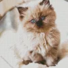 Ragdoll Kitten Diamond Painting