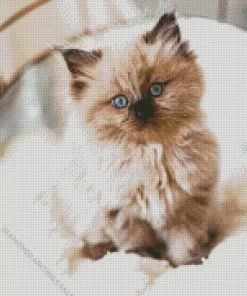 Ragdoll Kitten Diamond Painting