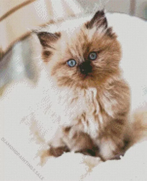 Ragdoll Kitten Diamond Painting