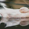 Sleeping Duck Diamond Painting