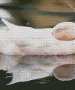 Sleeping Duck Diamond Painting