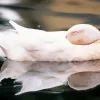 Sleeping Duck Diamond Painting