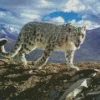 Snow Leopard Diamond Painting