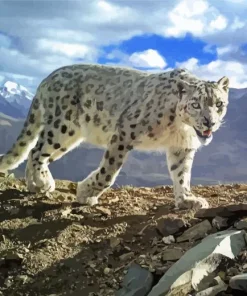 Snow Leopard Diamond Painting