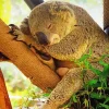 Tired Koala Diamond Painting
