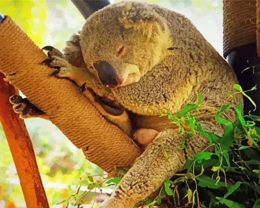 Tired Koala Diamond Painting