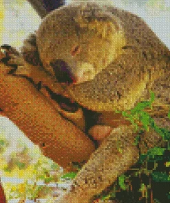 Tired Koala Diamond Painting