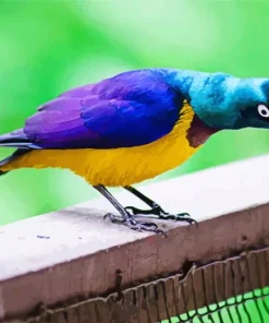 Yellow And Purple Bird Diamond Painting