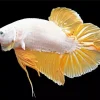 Yellow Betta Fish Diamond Painting