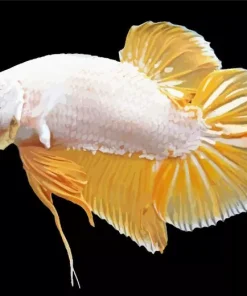 Yellow Betta Fish Diamond Painting