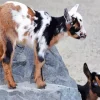 American Pygmy Goats Diamond Painting