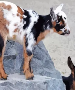 American Pygmy Goats Diamond Painting