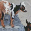American Pygmy Goats Diamond Painting